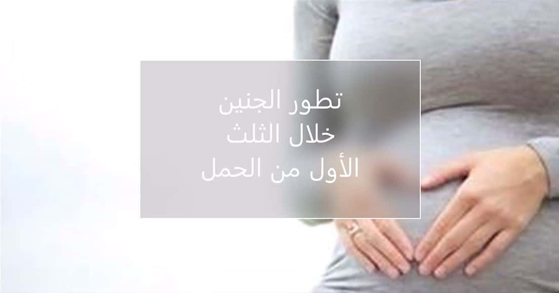تطور الجنين خلال الثلث الأول من الحمل