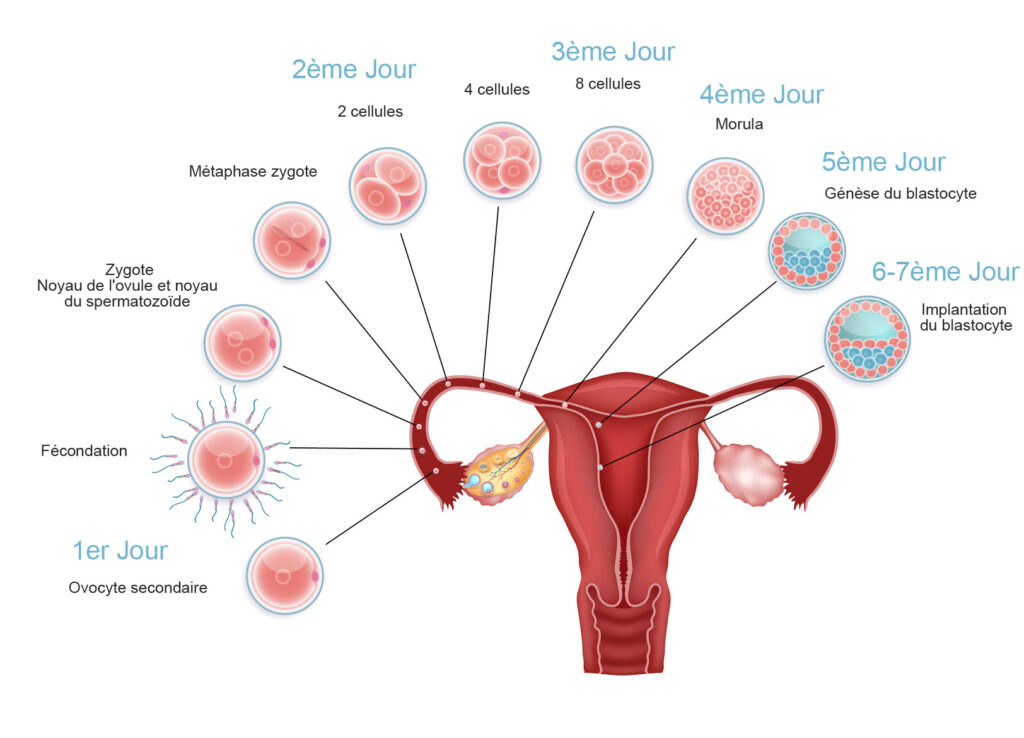 مراحل تكوين الجنين الاسبوع الاول