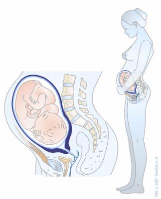 مراحل نمو الجنين خلال الثلث الأخير من الحمل 2