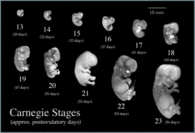 مراحل تكوين الجنين خلال الثلث الأول من الحمل 2