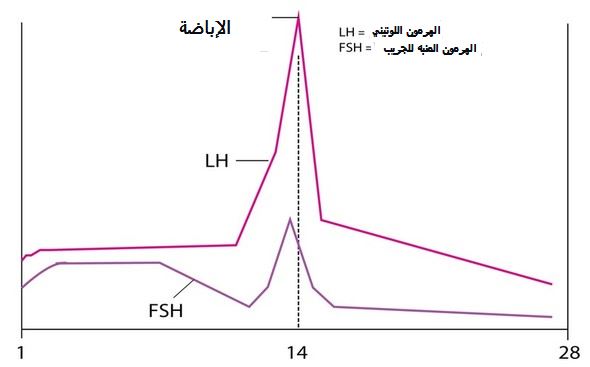 الهرمونات الأنثوية والدورة الشهرية